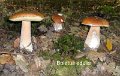 Boletus edulis-amf371